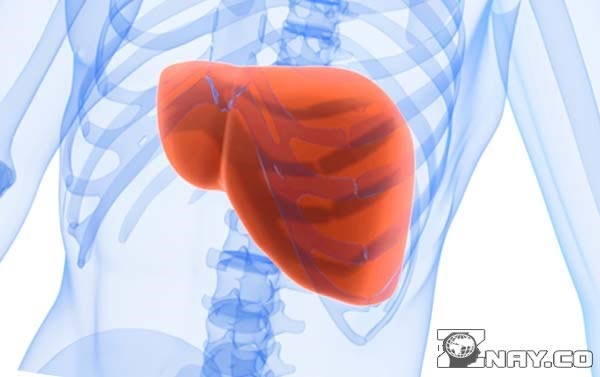 Что означает повышенный уровень АЛТ в крови? Что означает повышенный уровень АЛТ в крови?