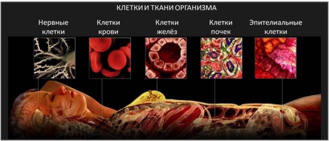 Анализ крови на онкомаркеры, расшифровка (норма СА 125) Анализ крови на онкомаркеры, расшифровка (норма СА 125)