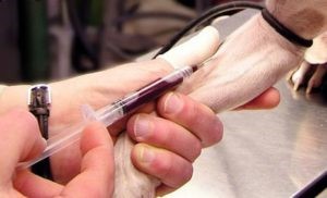 Биохимический анализ крови (биохимия): нормы, расшифровка Биохимический анализ крови (биохимия): нормы, расшифровка