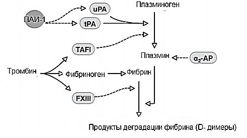 Коагулограмма крови (гемостазиограмма): расшифровка, норма, анализ при беременности Коагулограмма крови (гемостазиограмма): расшифровка, норма, анализ при беременности
