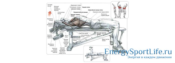 Строение мышц спины и их заболевания Строение мышц спины и их заболевания