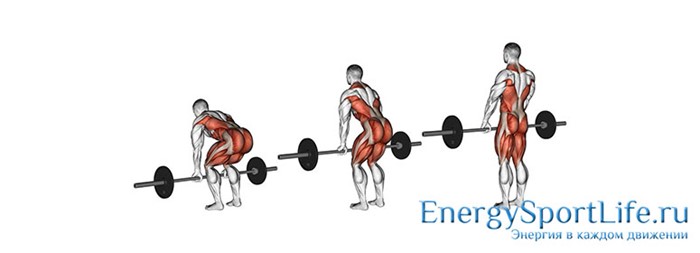 Строение мышц спины и их заболевания Строение мышц спины и их заболевания