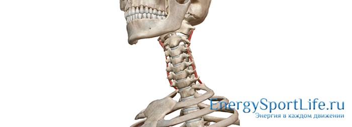 Строение мышц спины и их заболевания Строение мышц спины и их заболевания