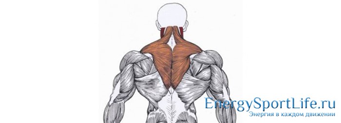Строение мышц спины и их заболевания Строение мышц спины и их заболевания
