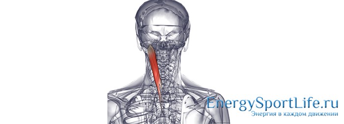 Строение мышц спины и их заболевания Строение мышц спины и их заболевания