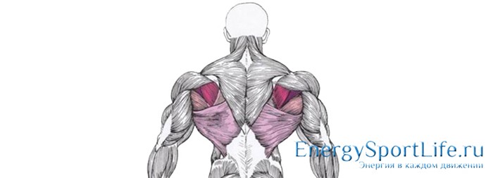 Строение мышц спины и их заболевания Строение мышц спины и их заболевания