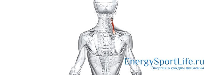 Строение мышц спины и их заболевания Строение мышц спины и их заболевания