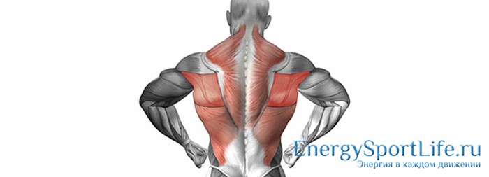Строение мышц спины и их заболевания Строение мышц спины и их заболевания