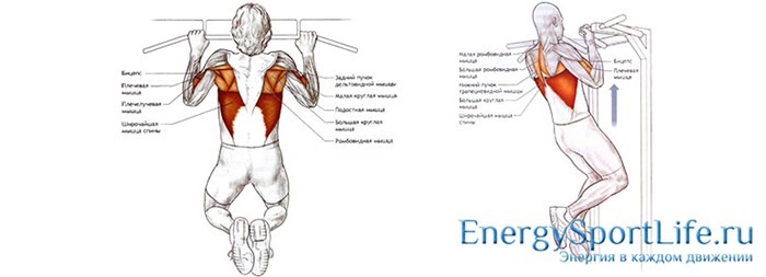 Строение мышц спины и их заболевания Строение мышц спины и их заболевания