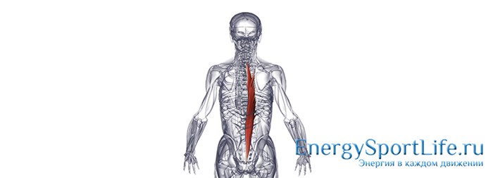 Строение мышц спины и их заболевания Строение мышц спины и их заболевания
