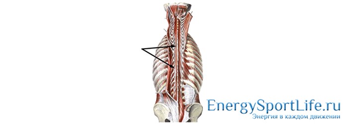 Строение мышц спины и их заболевания Строение мышц спины и их заболевания