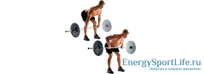 Строение мышц спины и их заболевания Строение мышц спины и их заболевания