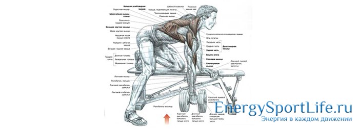 Строение мышц спины и их заболевания Строение мышц спины и их заболевания