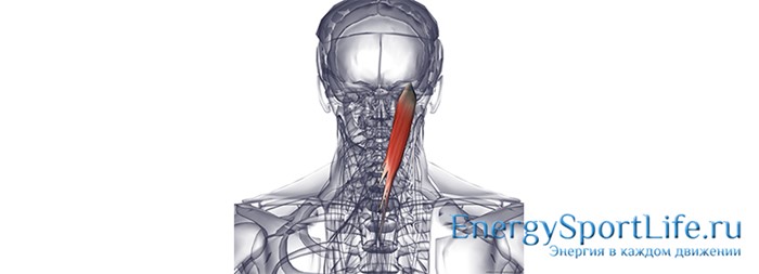 Строение мышц спины и их заболевания Строение мышц спины и их заболевания