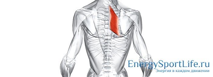 Строение мышц спины и их заболевания Строение мышц спины и их заболевания