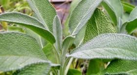 Какими симптомами проявляется и что поможет вовремя распознать аппендицит? Какими симптомами проявляется и что поможет вовремя распознать аппендицит?