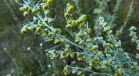 Какими симптомами проявляется и что поможет вовремя распознать аппендицит? Какими симптомами проявляется и что поможет вовремя распознать аппендицит?