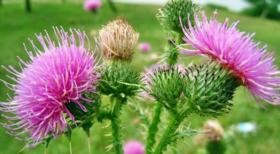 Какими симптомами проявляется и что поможет вовремя распознать аппендицит? Какими симптомами проявляется и что поможет вовремя распознать аппендицит?