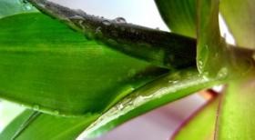 Какими симптомами проявляется и что поможет вовремя распознать аппендицит? Какими симптомами проявляется и что поможет вовремя распознать аппендицит?