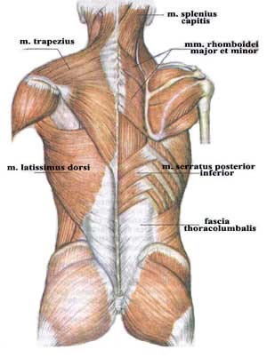 Болит спина в области ребер сзади Болит спина в области ребер сзади