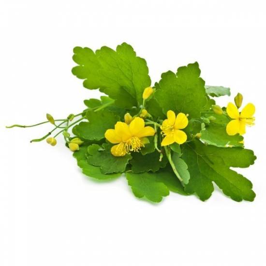 Жировик на спине покраснел и болит Жировик на спине покраснел и болит