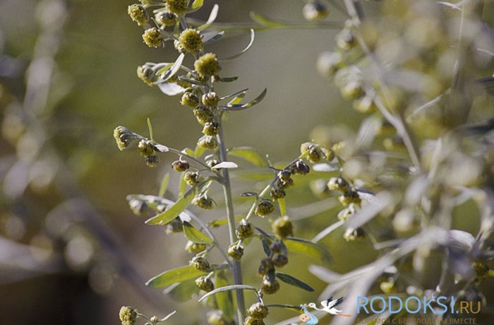 Способы применения препаратов боровой матки при цистите Способы применения препаратов боровой матки при цистите