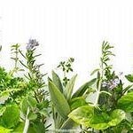 Как лечить брадикардию народными средствами Как лечить брадикардию народными средствами