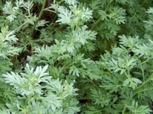 Особенности лечения бульбита народными средствами Особенности лечения бульбита народными средствами