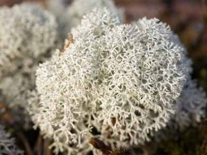 Особенности лечения бульбита народными средствами Особенности лечения бульбита народными средствами