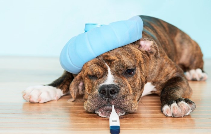 Что делать, если понос не проходит от нескольких дней до недели Что делать, если понос не проходит от нескольких дней до недели