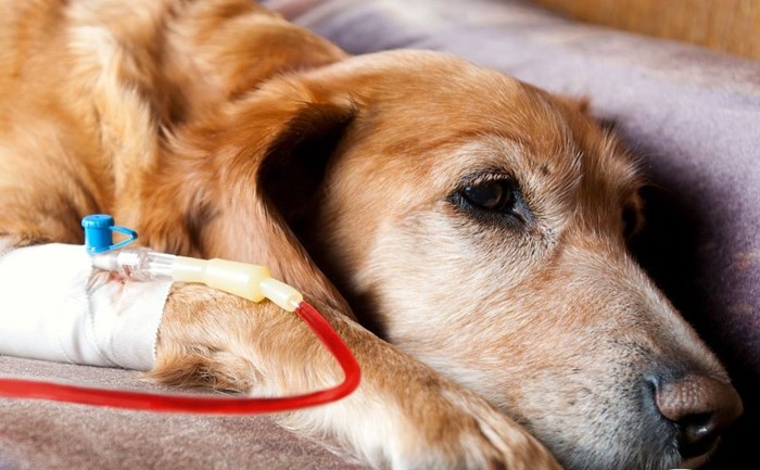 Что делать, если понос не проходит от нескольких дней до недели Что делать, если понос не проходит от нескольких дней до недели