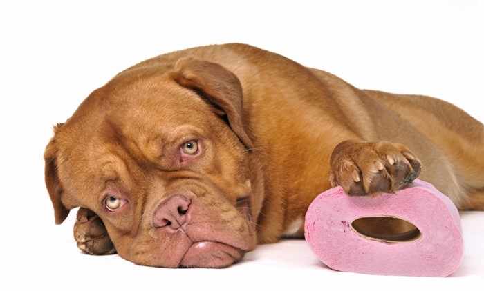 Что делать, если понос не проходит от нескольких дней до недели Что делать, если понос не проходит от нескольких дней до недели