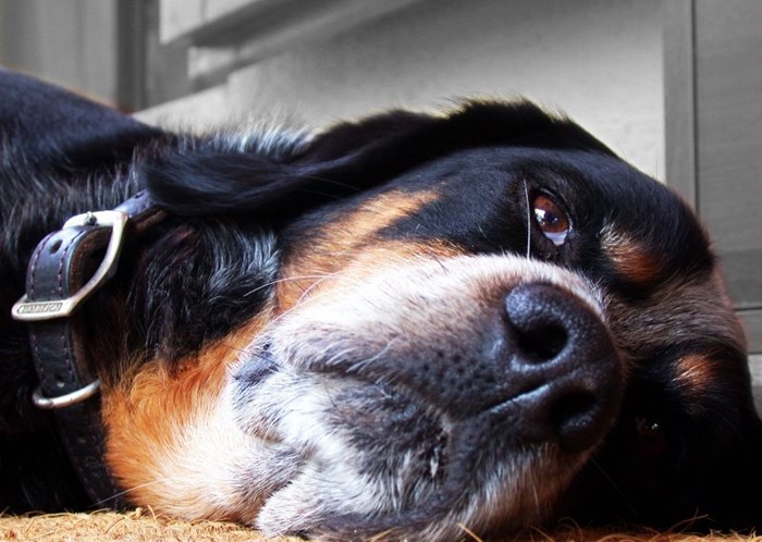 Что делать, если понос не проходит от нескольких дней до недели Что делать, если понос не проходит от нескольких дней до недели