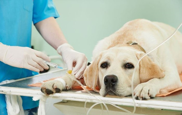 Что делать, если понос не проходит от нескольких дней до недели Что делать, если понос не проходит от нескольких дней до недели