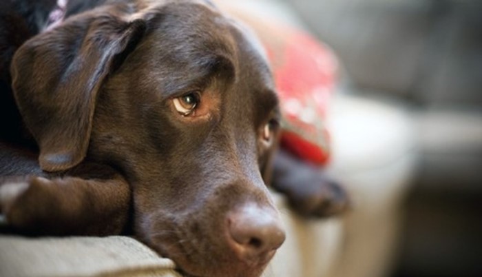 Что делать, если понос не проходит от нескольких дней до недели Что делать, если понос не проходит от нескольких дней до недели