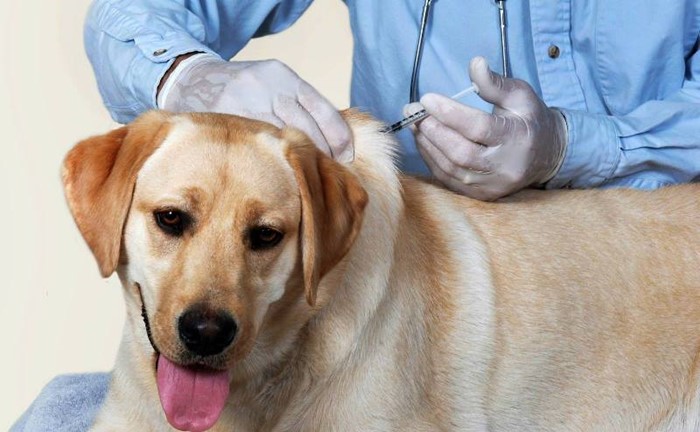 Что делать, если понос не проходит от нескольких дней до недели Что делать, если понос не проходит от нескольких дней до недели