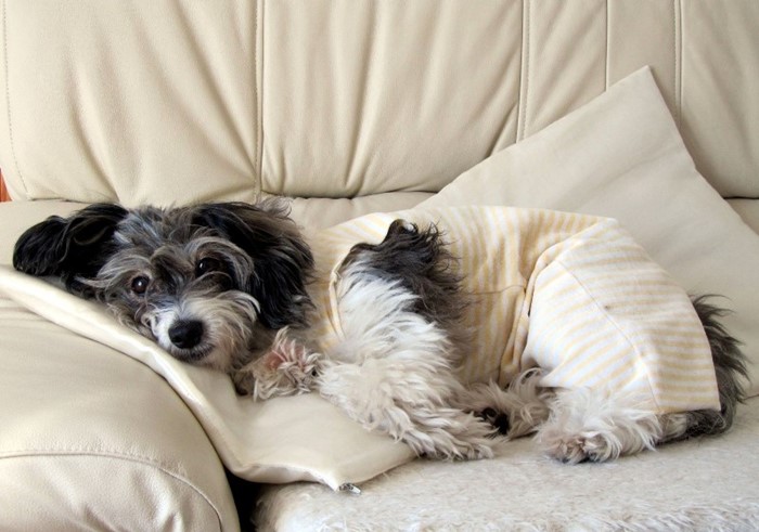 Что делать, если понос не проходит от нескольких дней до недели Что делать, если понос не проходит от нескольких дней до недели