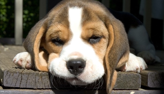 Что делать, если понос не проходит от нескольких дней до недели Что делать, если понос не проходит от нескольких дней до недели