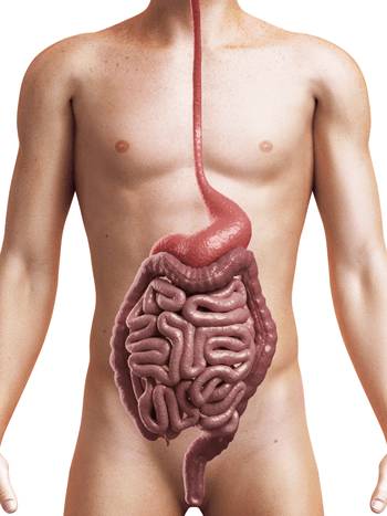 Как очистить организм от паразитов в домашних условиях? Как очистить организм от паразитов в домашних условиях?