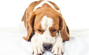 Понос с кровью. Что делать? Понос с кровью. Что делать?