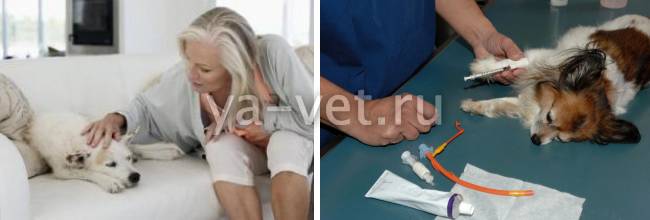 Щелочная фосфатаза: причины повышенной, норма в крови Щелочная фосфатаза: причины повышенной, норма в крови