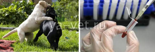 Щелочная фосфатаза: причины повышенной, норма в крови Щелочная фосфатаза: причины повышенной, норма в крови