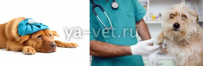 Щелочная фосфатаза: причины повышенной, норма в крови Щелочная фосфатаза: причины повышенной, норма в крови