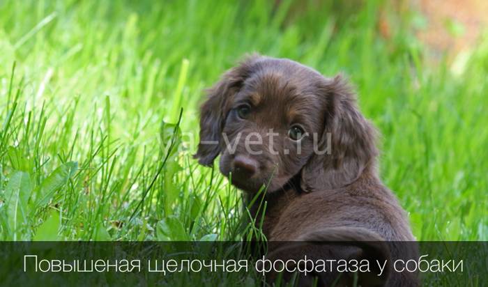 Щелочная фосфатаза: причины повышенной, норма в крови Щелочная фосфатаза: причины повышенной, норма в крови