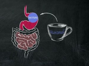 Употребление цикория при гастрите Употребление цикория при гастрите