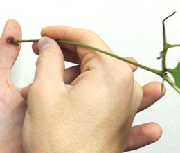 Деформация желчного пузыря Деформация желчного пузыря