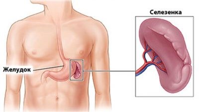 Каковы функции селезенки в организме? Каковы функции селезенки в организме?
