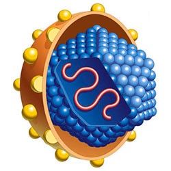 Все о гепатите С: течение недуга, методы терапии Все о гепатите С: течение недуга, методы терапии