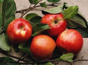 Горячее вино для лечения кашля Горячее вино для лечения кашля