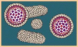 HBsAg анализ крови – что это такое HBsAg анализ крови – что это такое